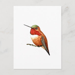 Carte Postale Colibri roux