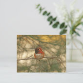 Carte Postale Colibri roux assis (Debout devant)