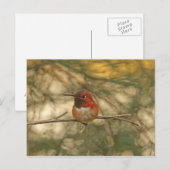 Carte Postale Colibri roux assis (Devant / Derrière)