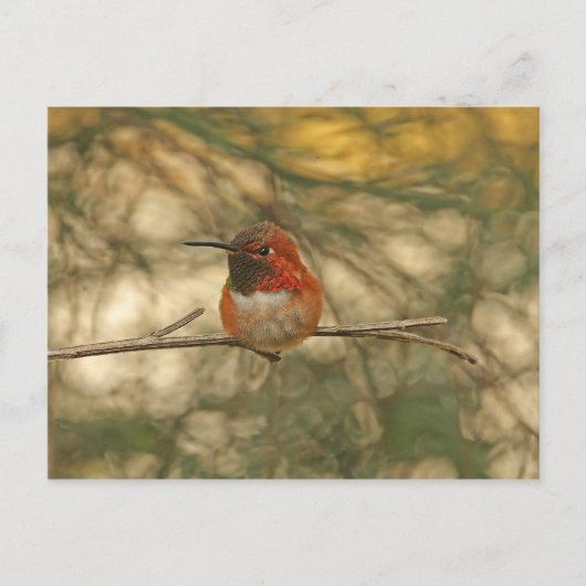 Carte Postale Colibri roux assis (Devant)