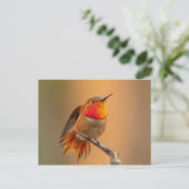 Carte Postale Colibri roux aux plumes rousses (Debout devant)