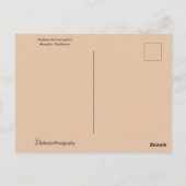 Carte Postale Colibri roux avec flamme orange spectaculaire (Dos)