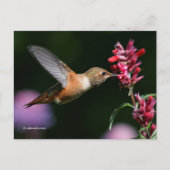 Carte Postale Colibri roux buvant le nectar de l'hyssop d'anis (Devant)