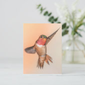 Carte Postale Colibri roux dans une poitrine étonnante (Debout devant)