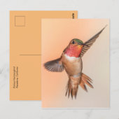 Carte Postale Colibri roux dans une poitrine étonnante (Devant / Derrière)