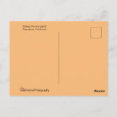 Carte Postale Colibri roux dans une poitrine étonnante (Dos)