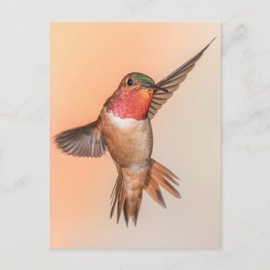 Carte Postale Colibri roux dans une poitrine étonnante (Devant)