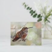 Carte Postale Colibri roux Langue (Debout devant)