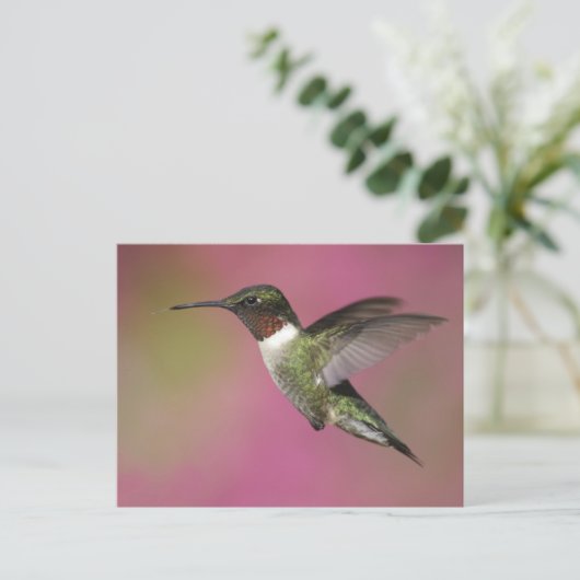 Carte Postale Colibri Ruby Throsé (Debout devant)