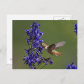 Carte Postale Colibri Rufous, rufus de Selasphorus, femelle (Devant / Derrière)