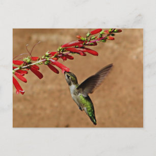Carte Postale Colibri se nourrissant dans le jardin