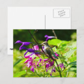 Carte Postale Colibri sur la Monnaie des colibris (Devant / Derrière)