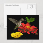 Carte Postale Colibri sur Zinnias (Devant / Derrière)