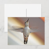 Carte Postale Colibri survolant (Devant / Derrière)