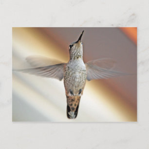 Carte Postale Colibri survolant