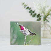 Carte Postale Colibri survolant (Debout devant)