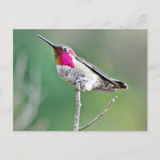 Carte Postale Colibri survolant (Devant)