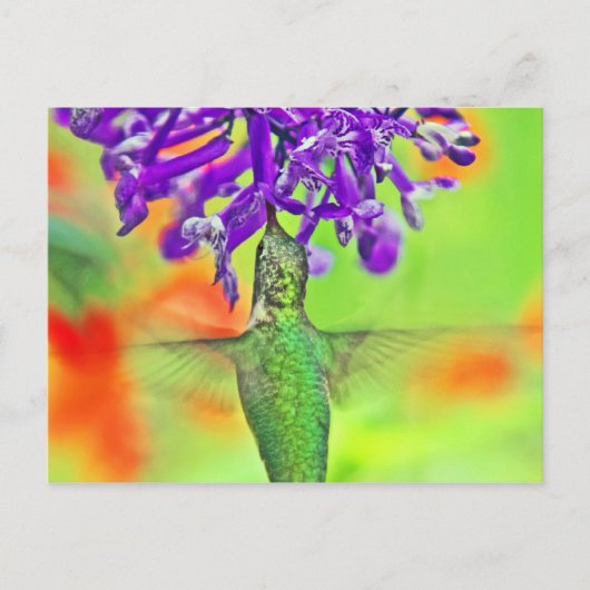 Carte Postale Colibri, Tout Droit (Devant)