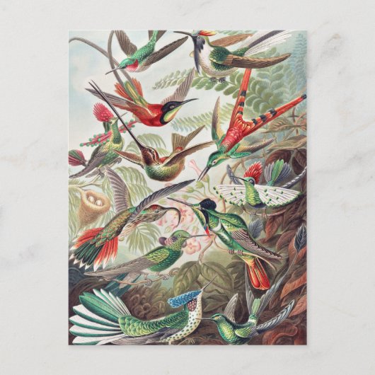Carte Postale Colibri, Trochilidae Kolibris par Ernst Haeckel (Devant)