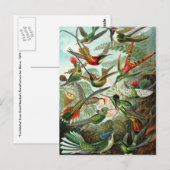 Carte Postale Colibri (Trochilidae) par Haeckel Postcard (Devant / Derrière)
