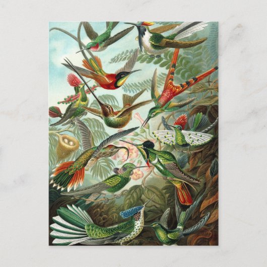 Carte Postale Colibri (Trochilidae) par Haeckel Postcard (Devant)