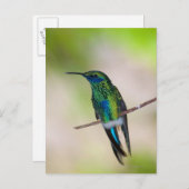 Carte Postale Colibri vert à l'oreille violette (Devant / Derrière)