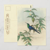 Carte Postale Colibri vert et bleu (Devant / Derrière)