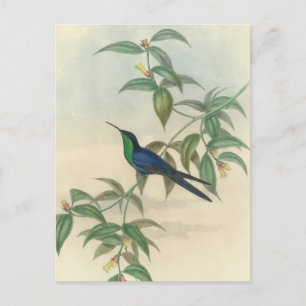 Carte Postale Colibri vert et bleu