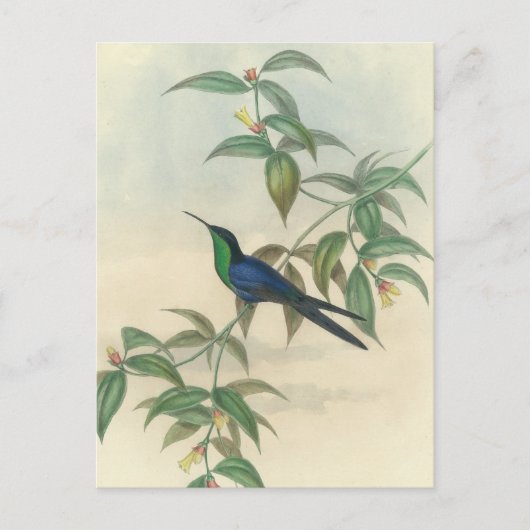 Carte Postale Colibri vert et bleu (Devant)