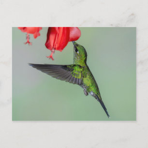Carte Postale Colibri vert et Fleur rouge