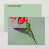 Carte Postale Colibri vert et Fleur rouge (Devant / Derrière)