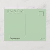 Carte Postale Colibri vert et Fleur rouge (Dos)