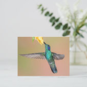 Carte Postale Colibri vert volant vers une fleur jaune (Debout devant)