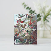 Carte Postale Colibri vintage (Debout devant)