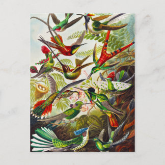 Carte Postale Colibri vintage par Ernst Haeckel