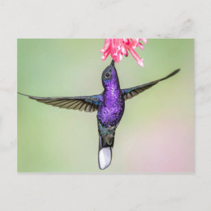 Carte Postale Colibri violet en vol