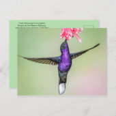 Carte Postale Colibri violet en vol (Devant / Derrière)