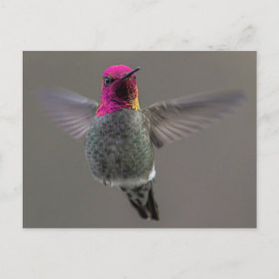 Carte Postale Colibri volant