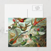 Carte Postale Colibris (Devant / Derrière)