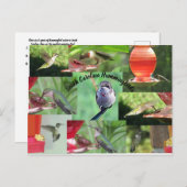 Carte Postale Colibris de Caroline du Sud (Devant / Derrière)