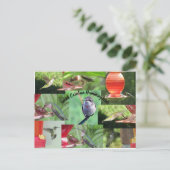 Carte Postale Colibris de Caroline du Sud (Debout devant)