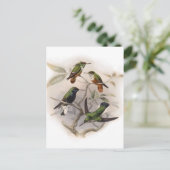 Carte Postale Colibris en vol (Debout devant)