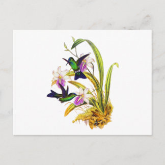 Carte Postale Colibris et orchidées pourpres