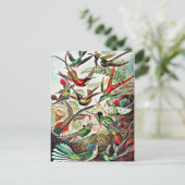 Carte Postale Colibris, illustration vintage (Debout devant)