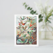 Carte Postale Colibris Trochilidae Kolibris par Ernst Haeckel (Debout devant)
