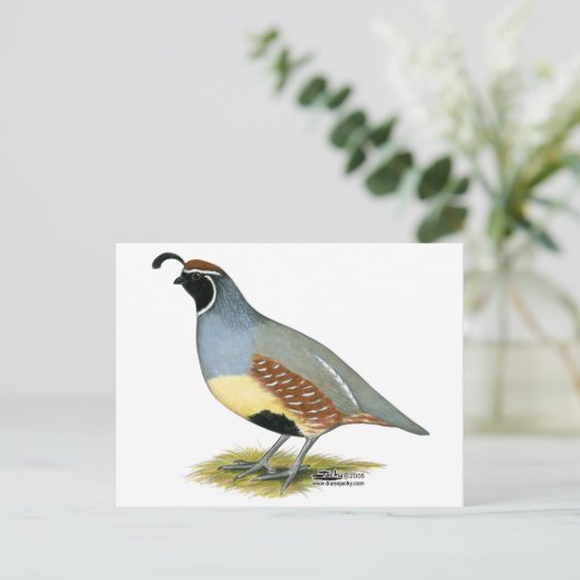 Carte Postale Colin de Gambel (Debout devant)