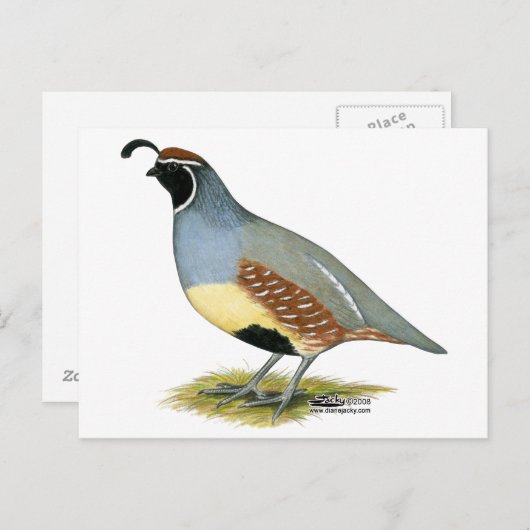 Carte Postale Colin de Gambel (Devant / Derrière)