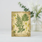 Carte Postale Collage botanique d'Absinthe (Debout devant)