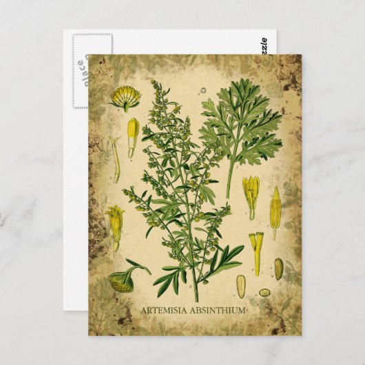 Carte Postale Collage botanique d'Absinthe (Devant / Derrière)