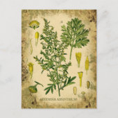 Carte Postale Collage botanique d'Absinthe (Devant)